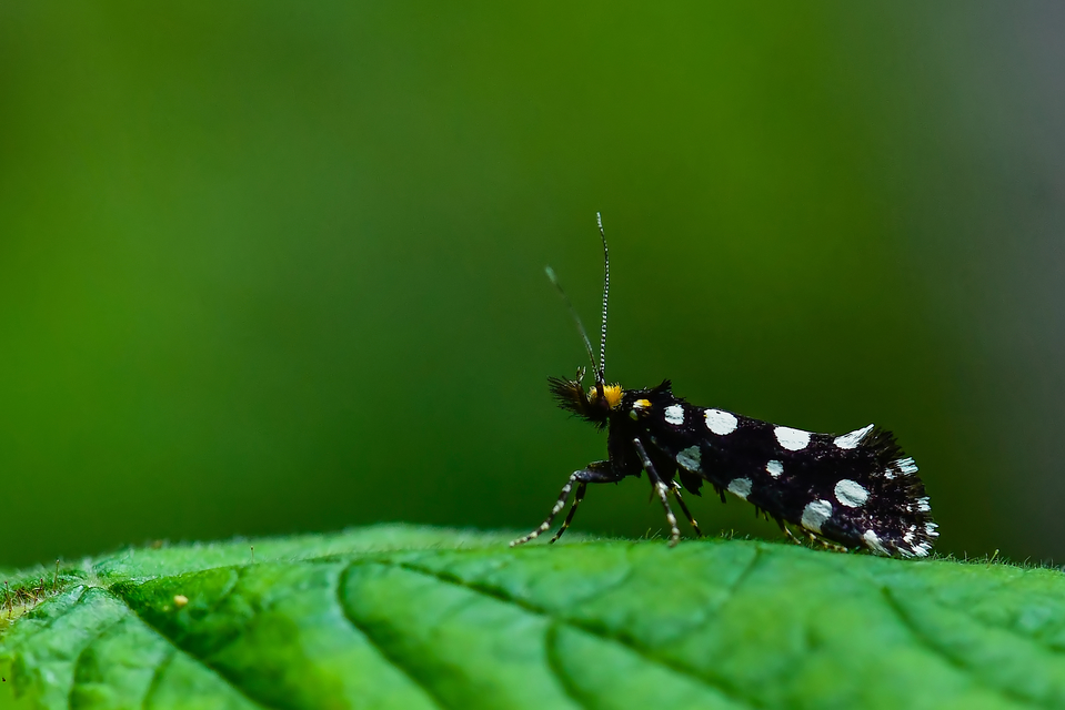 Euplocamus anthracinalis - fésűscsápú korhadékmoly