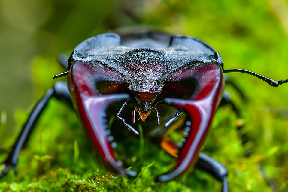 Lucanus cervus - nagy szarvasbogár