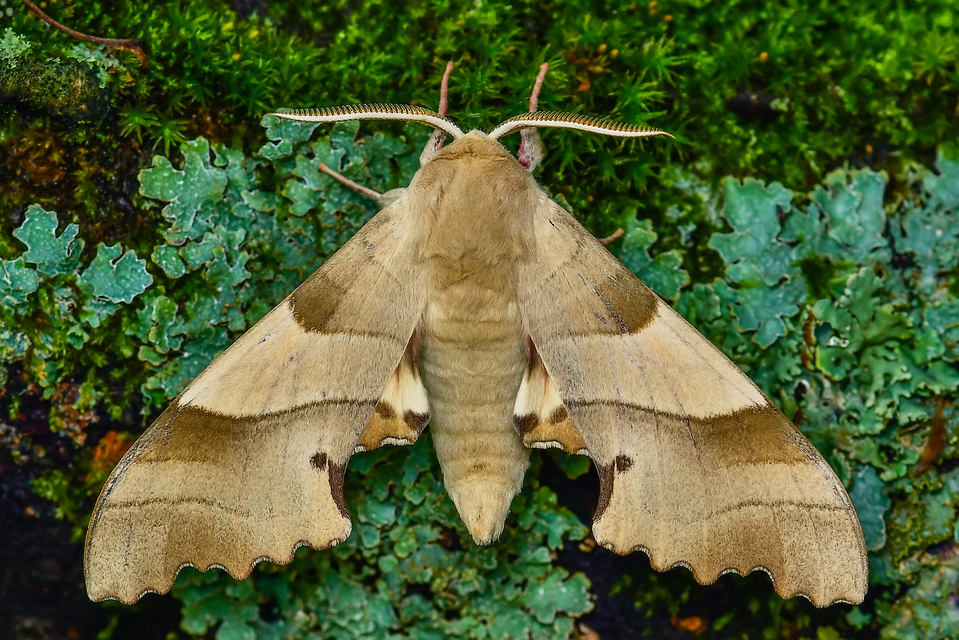 Marumba quercus - tölgyfaszender