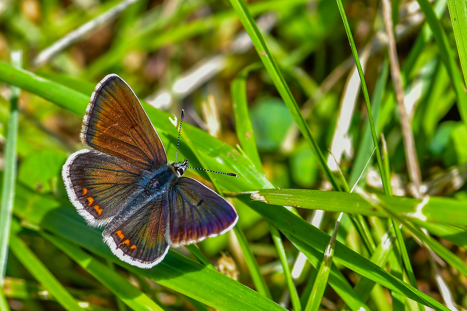 Aricia artaxerxes issekutzi - bükki szerecsenboglárka