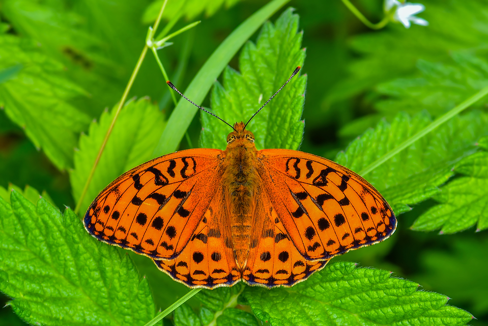 Argynnis adippe - ezüstös gyöngyházlepke