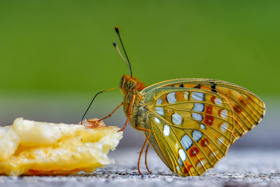 Argynnis adippe - ezüstös gyöngyházlepke
