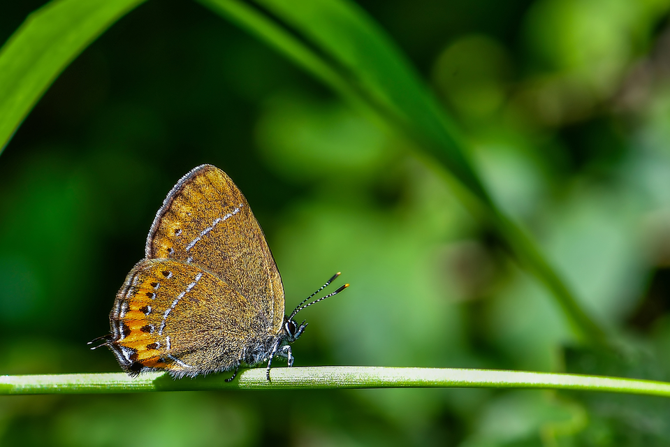 Satyrium pruni - szilvafa-csücsköslepke