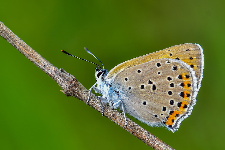 Lycaena alciphron - ibolyás tűzlepke