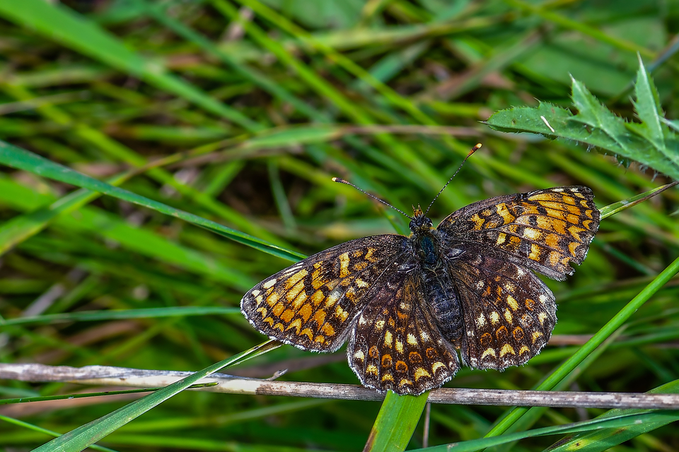 Melitaea phoebe - nagy tarkalepke