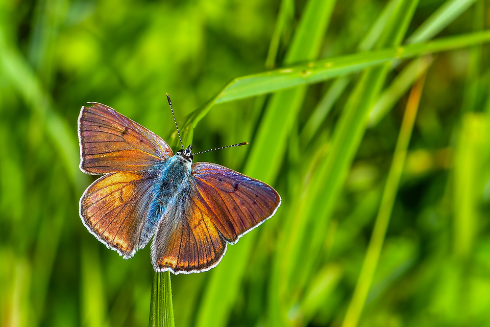 Lycaena alciphron - ibolyás tűzlepke