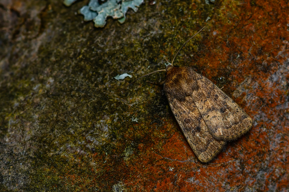 Hoplodrina octogenaria - barna selymesbagoly