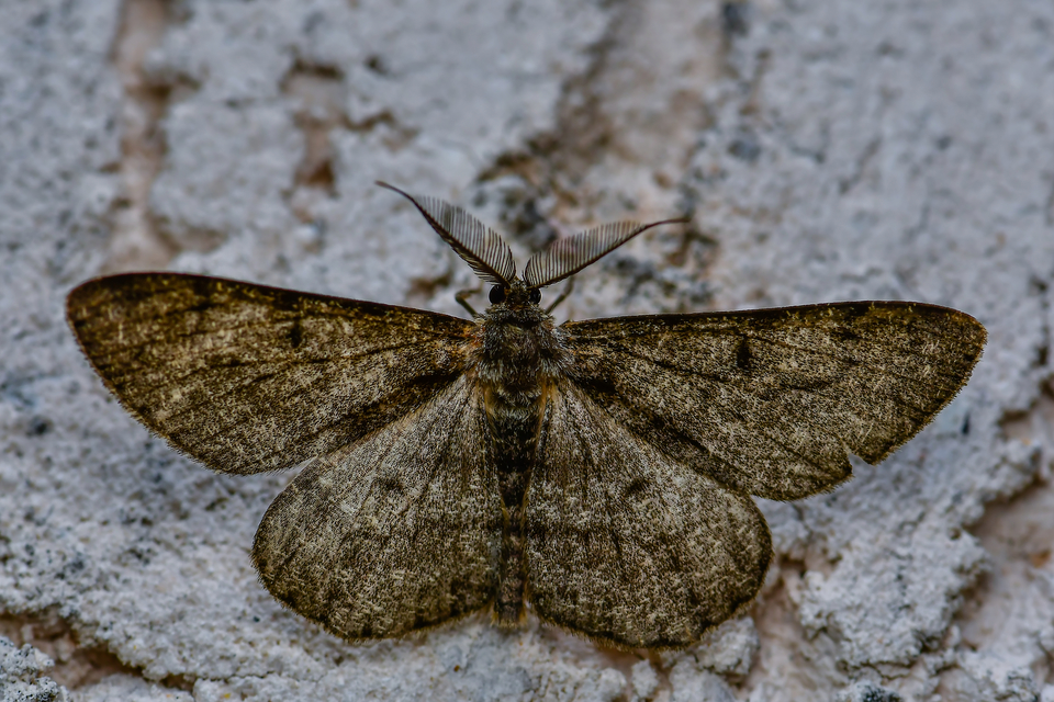 Hypomecis roboraria - nagy tölgyfaaraszoló