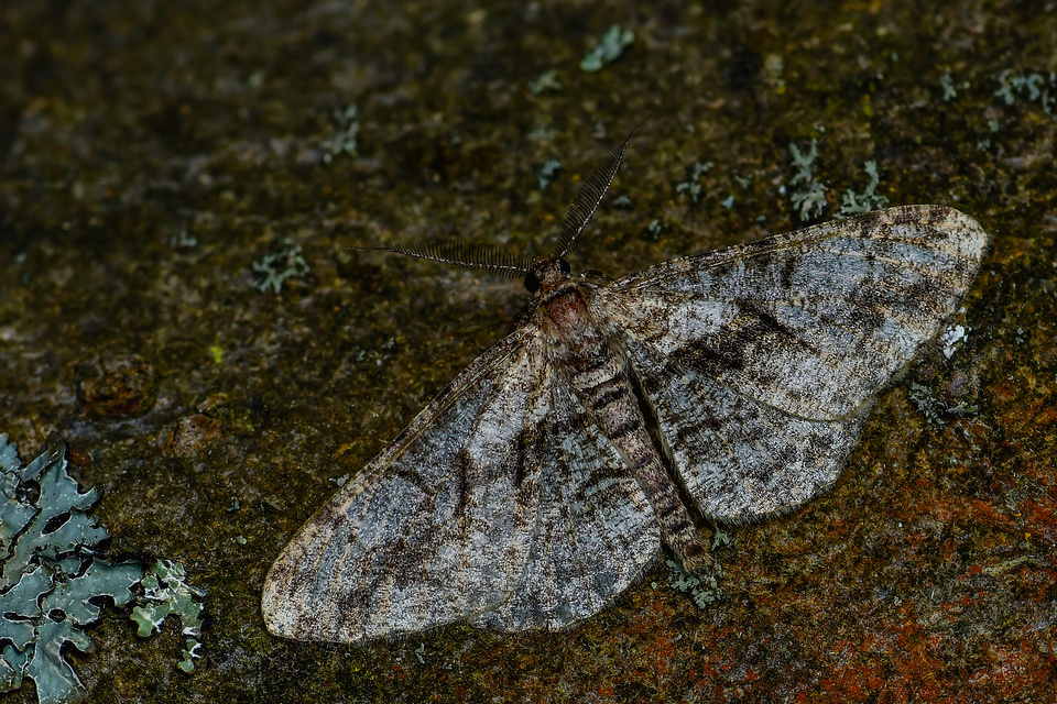 Peribatodes umbraria - fagyal-faaraszoló
