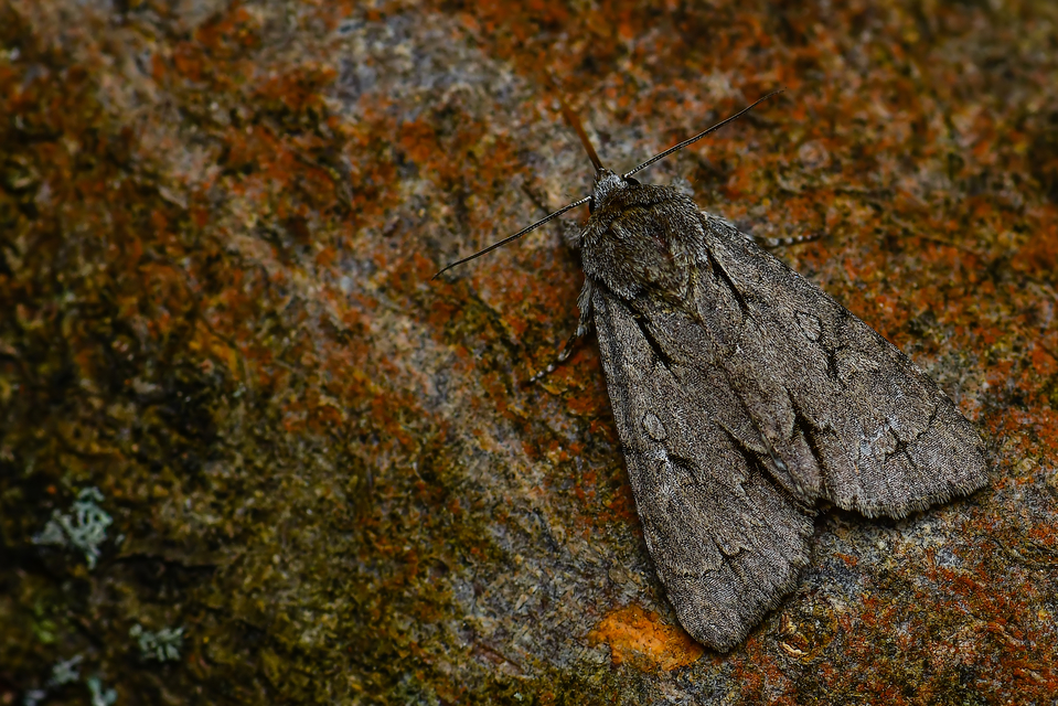 Acronicta cuspis/tridens/psi