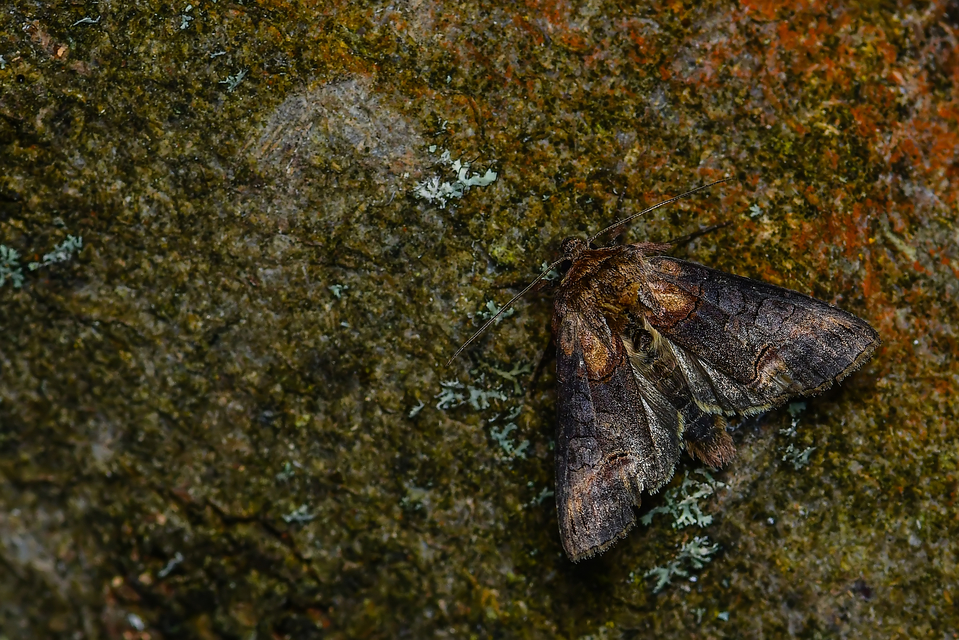 Abrostola asclepiadis - barnaövű csalánbagoly
