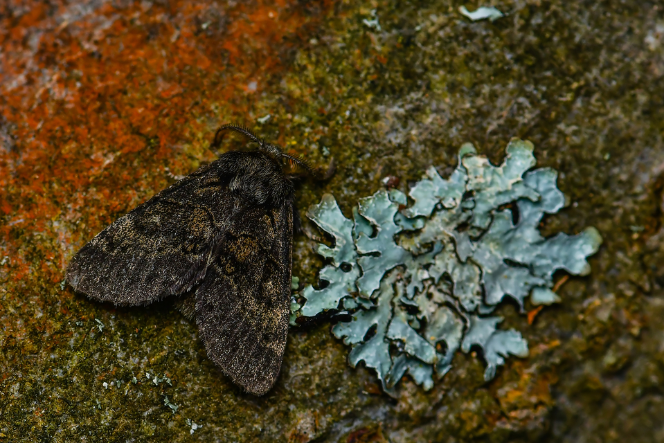 Gluphisia crenata - kormos púposszövő