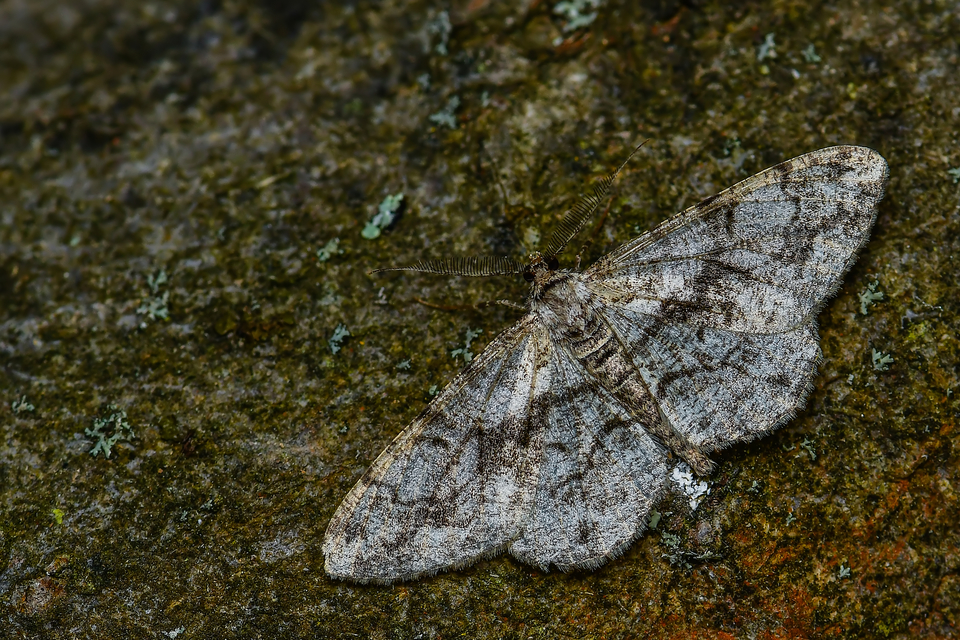 Alcis repandata - foltos faaraszoló