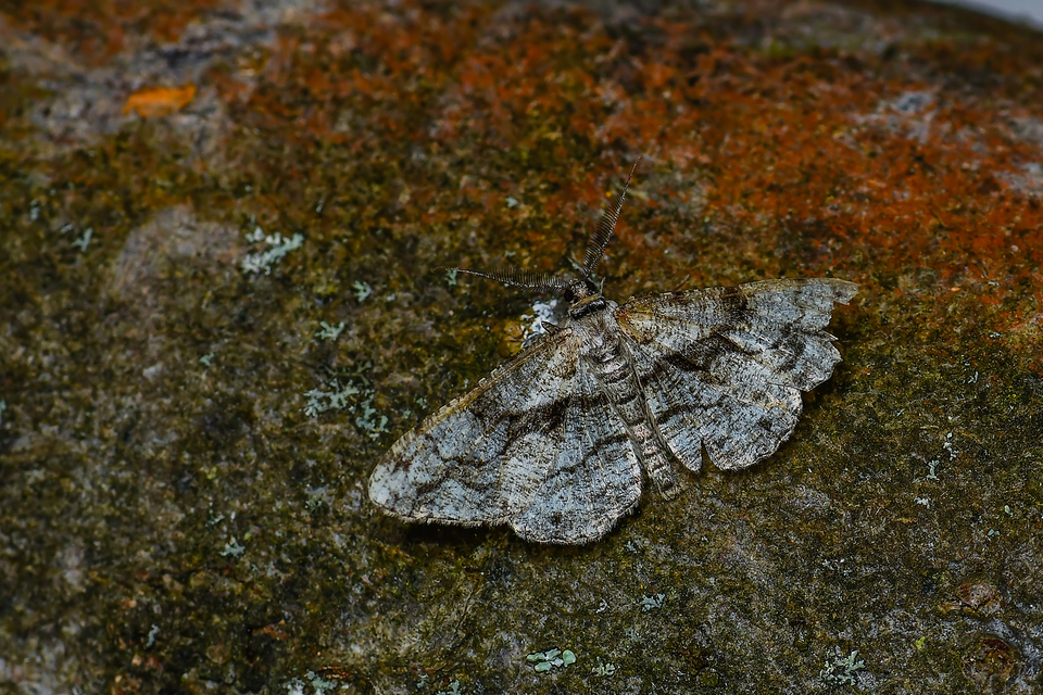 Alcis repandata - foltos faaraszoló