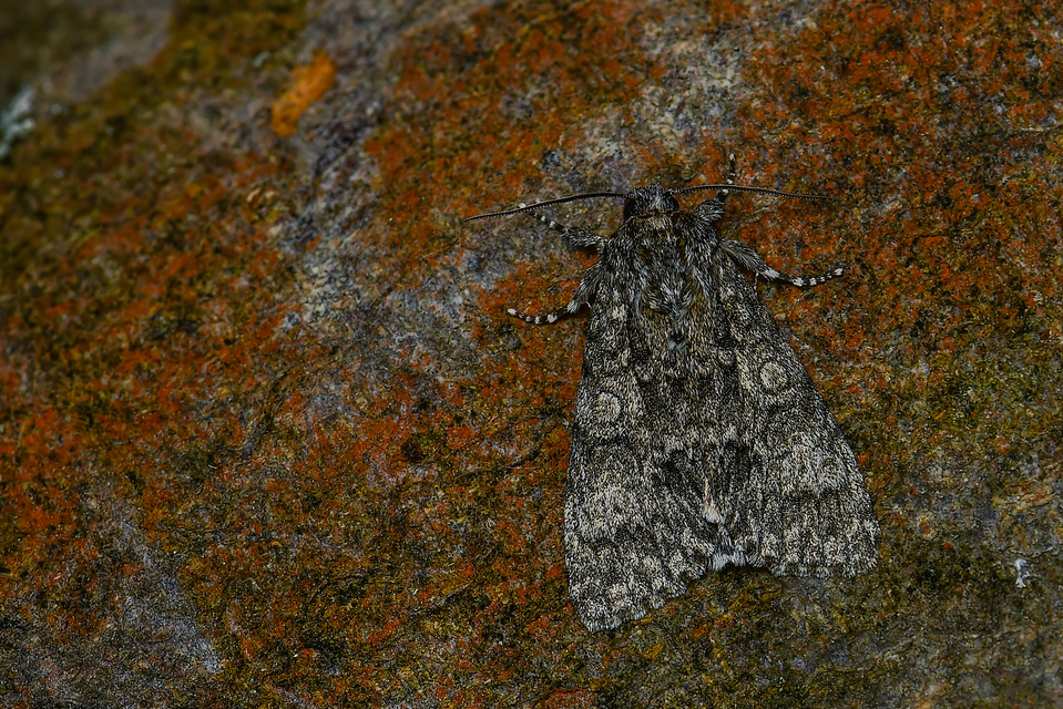 Acronicta megacephala - nagyfejű szigonyosbagoly