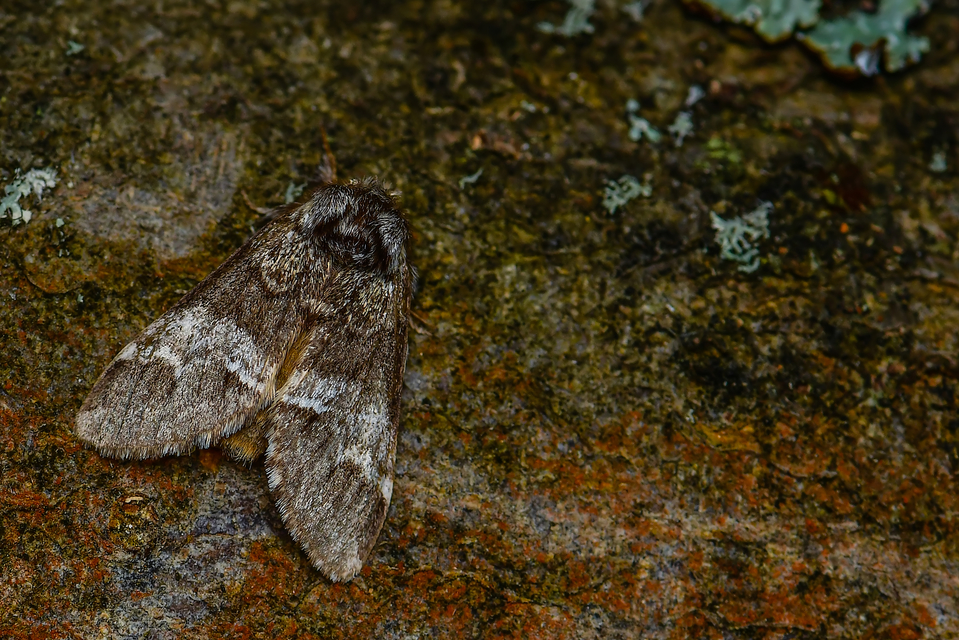 Drymonia querna - tölgyfa-púposszövő