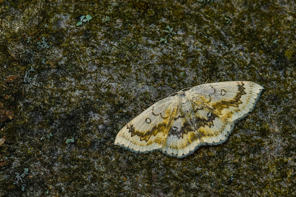 Cyclophora annularia - gyűrűs pettyesaraszoló