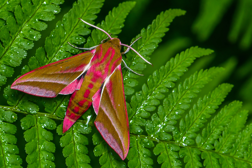 Deilephila elpenor - szőlőszender