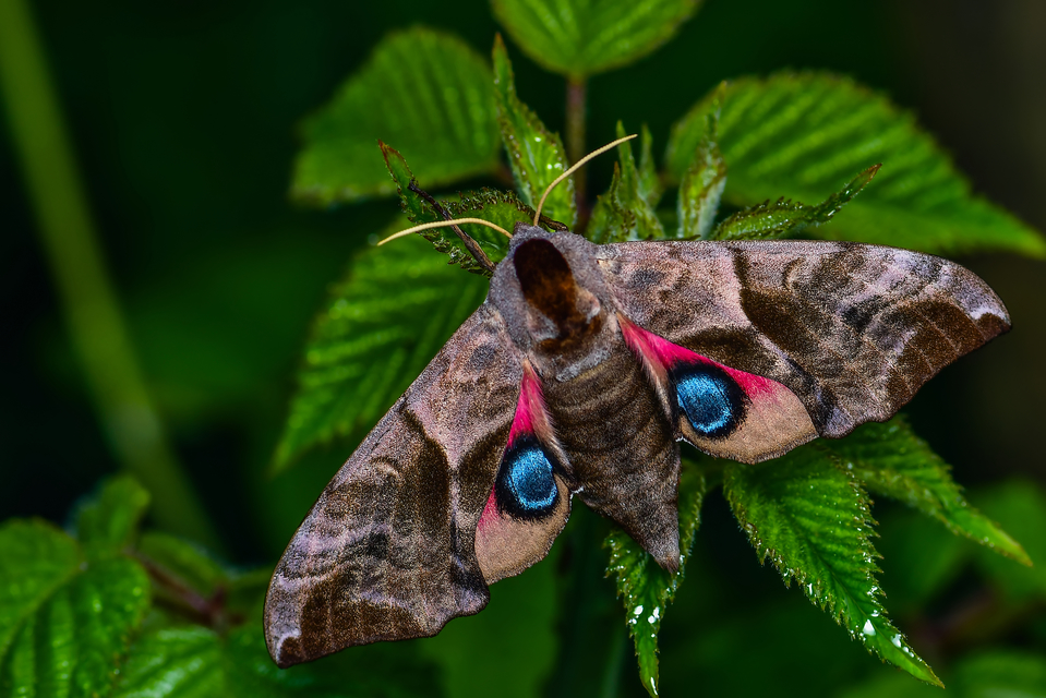 Smerinthus ocellatus - esti pávaszem