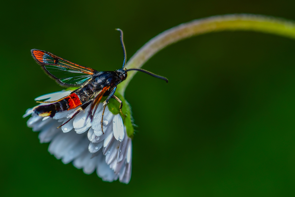Synanthedon