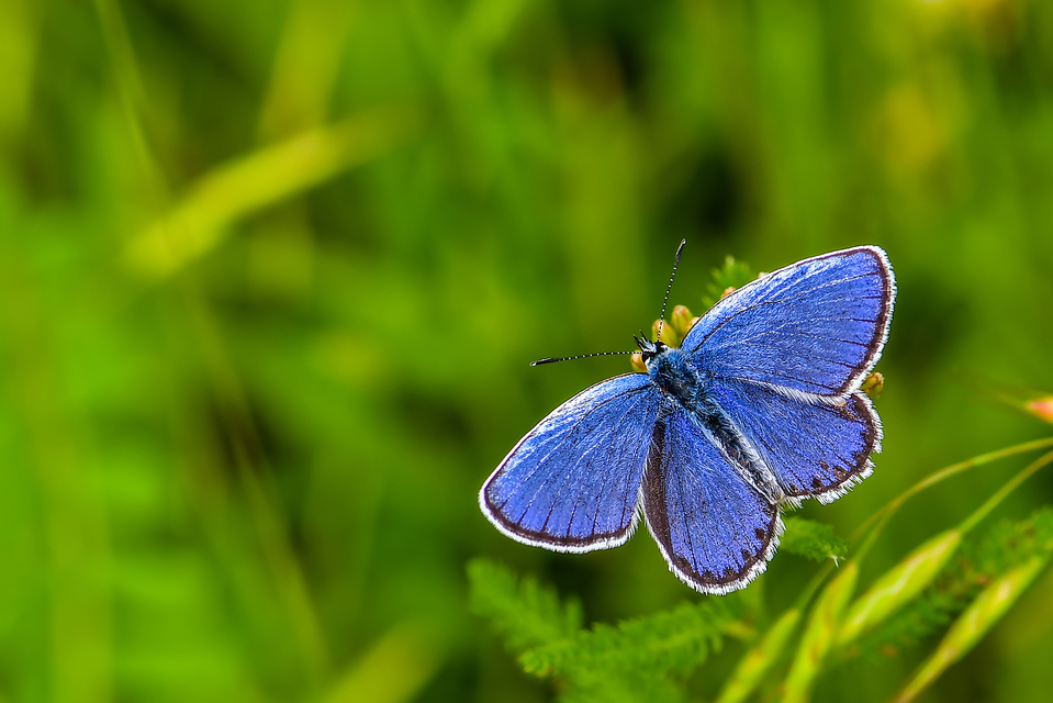 Plebejus argyrognomon - tintakék boglárka