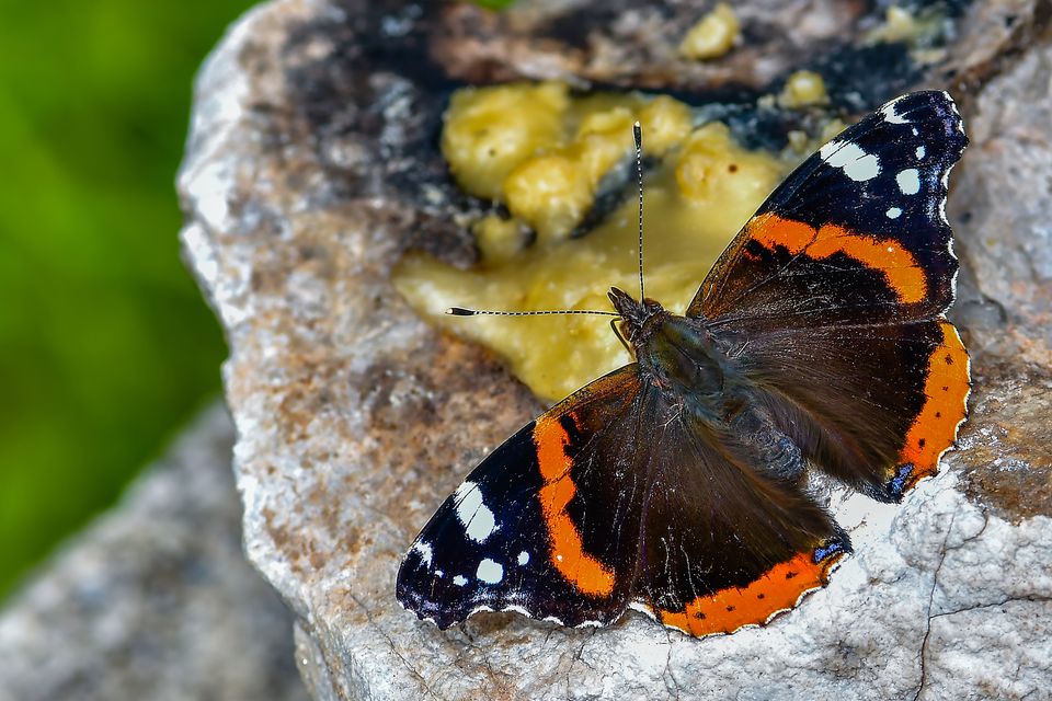 Vanessa atalanta - atalantalepke