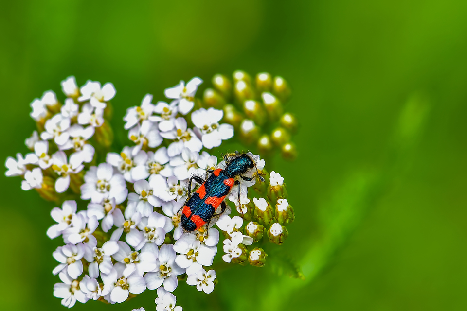 Trichodes favarius - hatfoltos méhészbogár