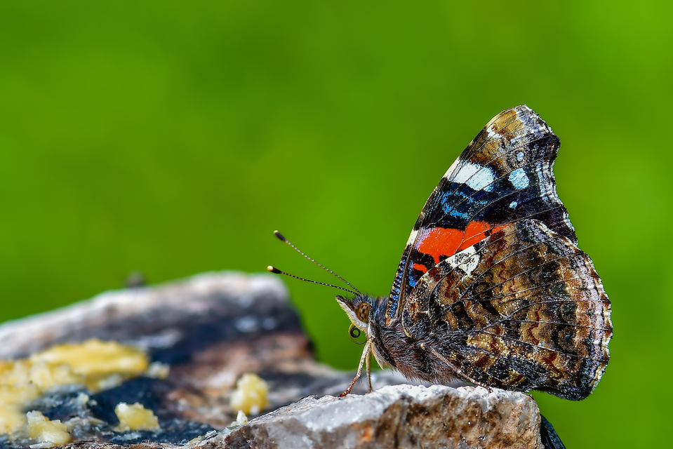 Vanessa atalanta - atalantalepke