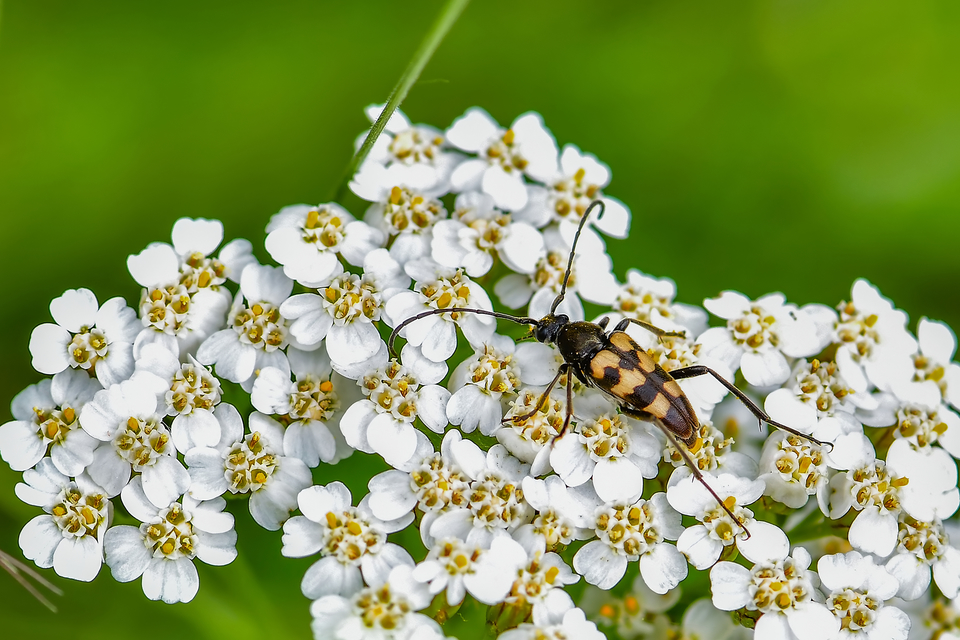 Pachytodes erraticus - rajzos virágcincér