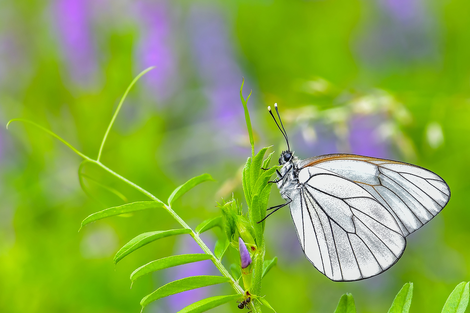 Aporia crataegi - galagonyalepke