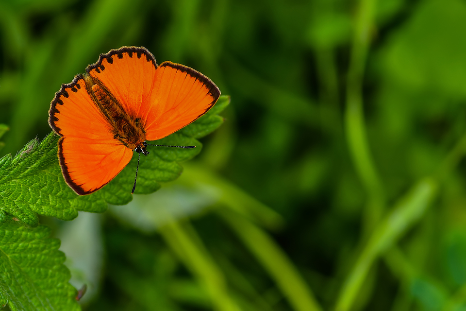 Lycaena virgaureae - arany-tűzlepke