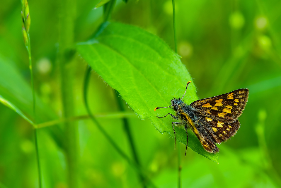 Carterocephalus palaemon - kockás busalepke
