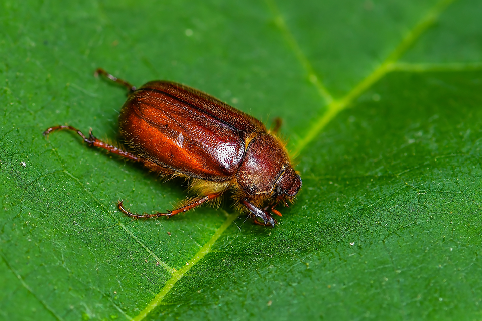 Holochelus vernus - tavaszi cserebogár