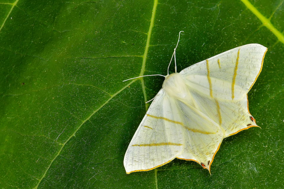 Ourapteryx sambucaria - fecskefarkú araszoló