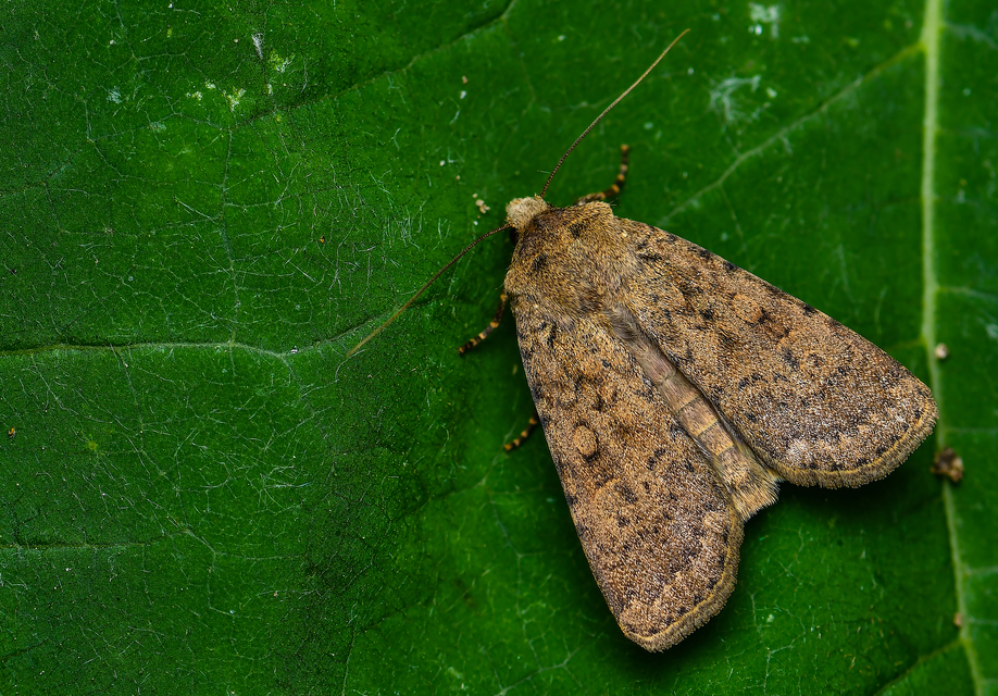 Rhyacia simulans - hamvas földibagoly