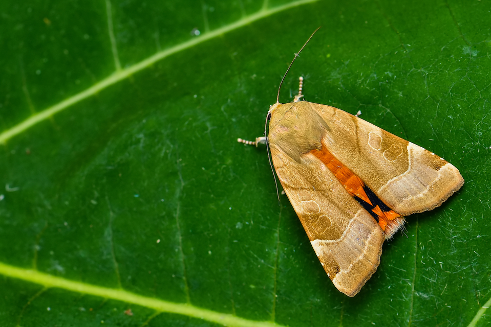 Noctua fimbriata - szélessávú sárgafűbagoly