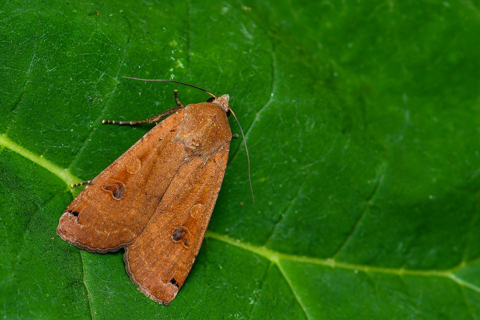 Noctua pronuba - nagy sárgafűbagoly