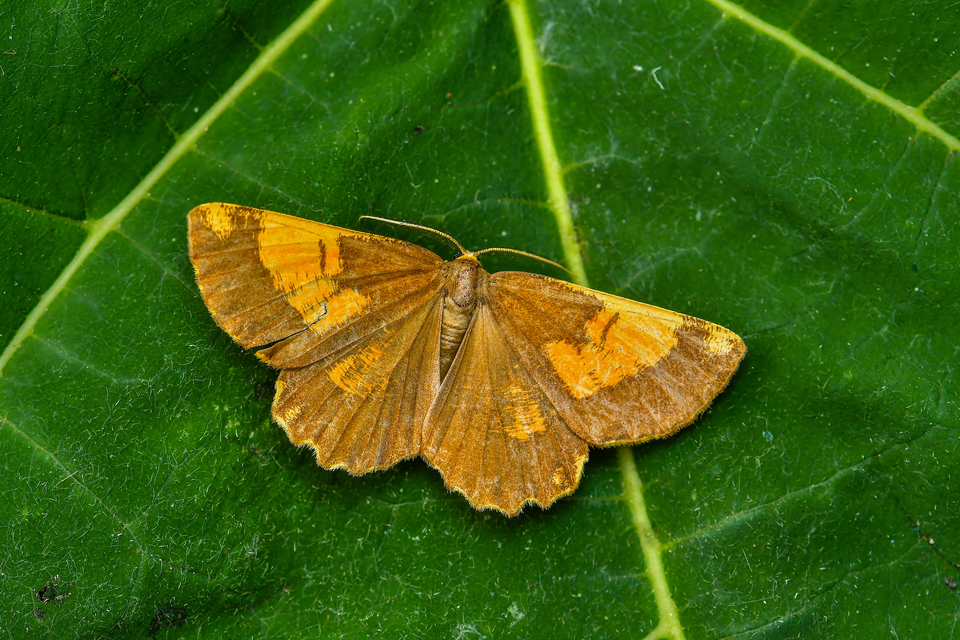 Angerona prunaria - sárga kökényaraszoló