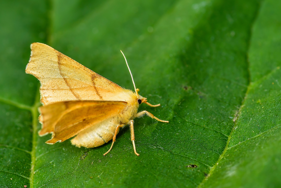 Ennomos erosaria - hársfa-levélaraszoló