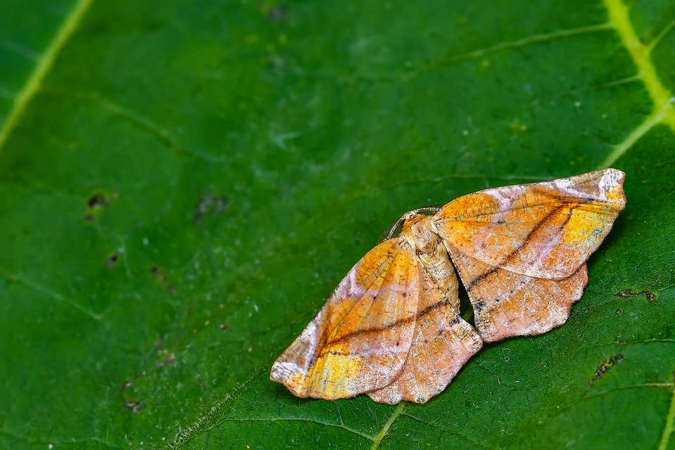 Apeira syringaria - orgona-araszoló