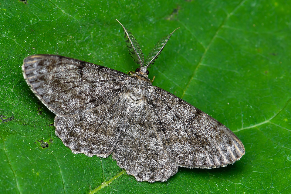 Hypomecis roboraria - nagy tölgyfaaraszoló