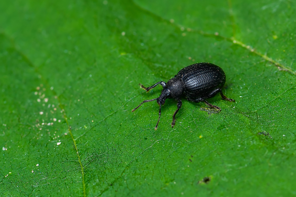 Otiorhynchus catenulatus - gyászos gyalogormányos