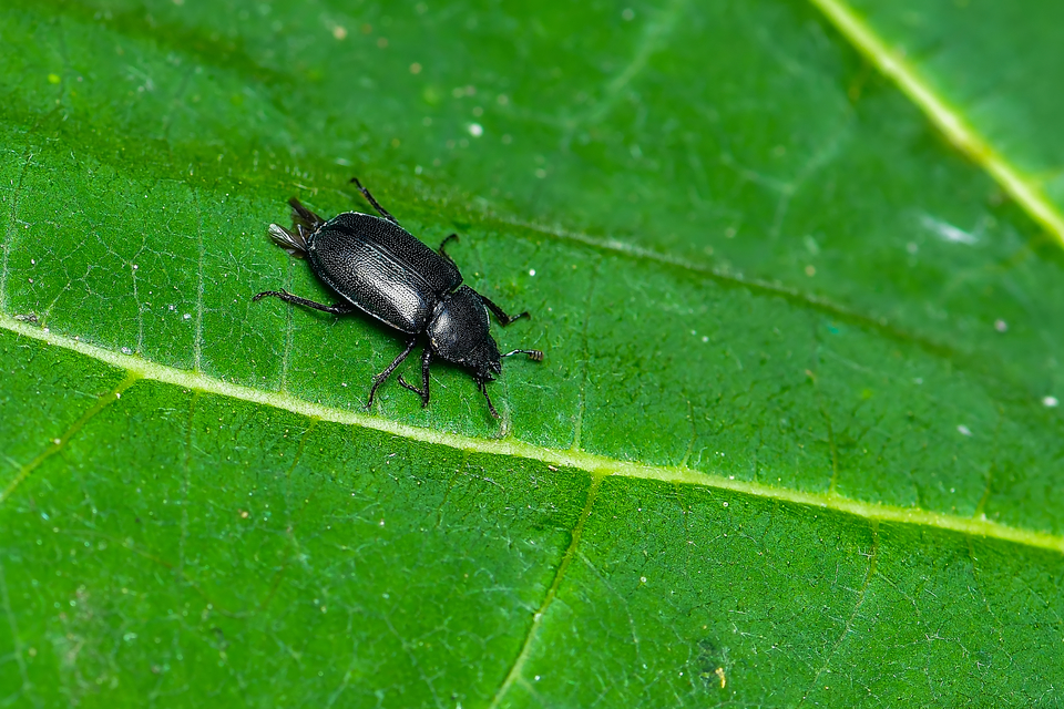 Platycerus caraboides - kis fémesszarvasbogár