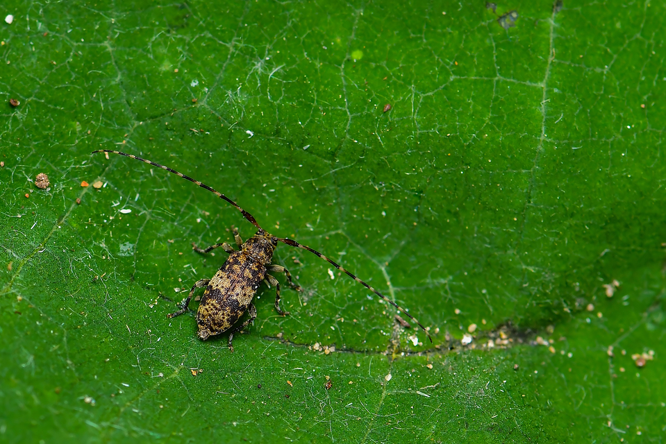 Leiopus nebulosus - öves gesztcincér