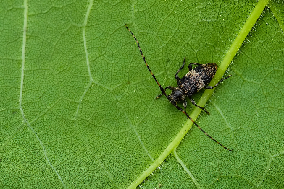 Leiopus nebulosus - öves gesztcincér