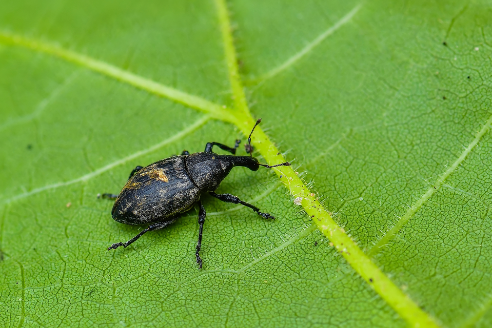 Curculionidae - ormányosbogár-félék