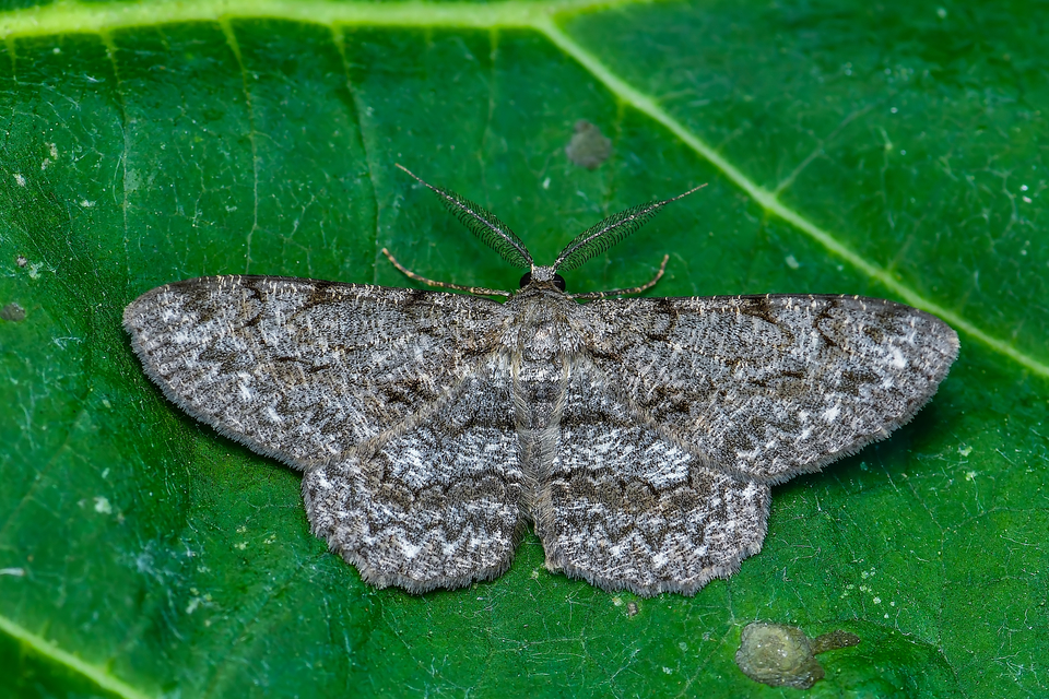 Hypomecis punctinalis - pettyes faaraszoló