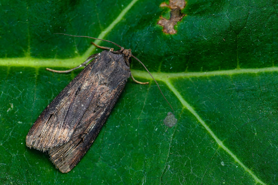 Agrotis ipsilon - nagy földibagoly