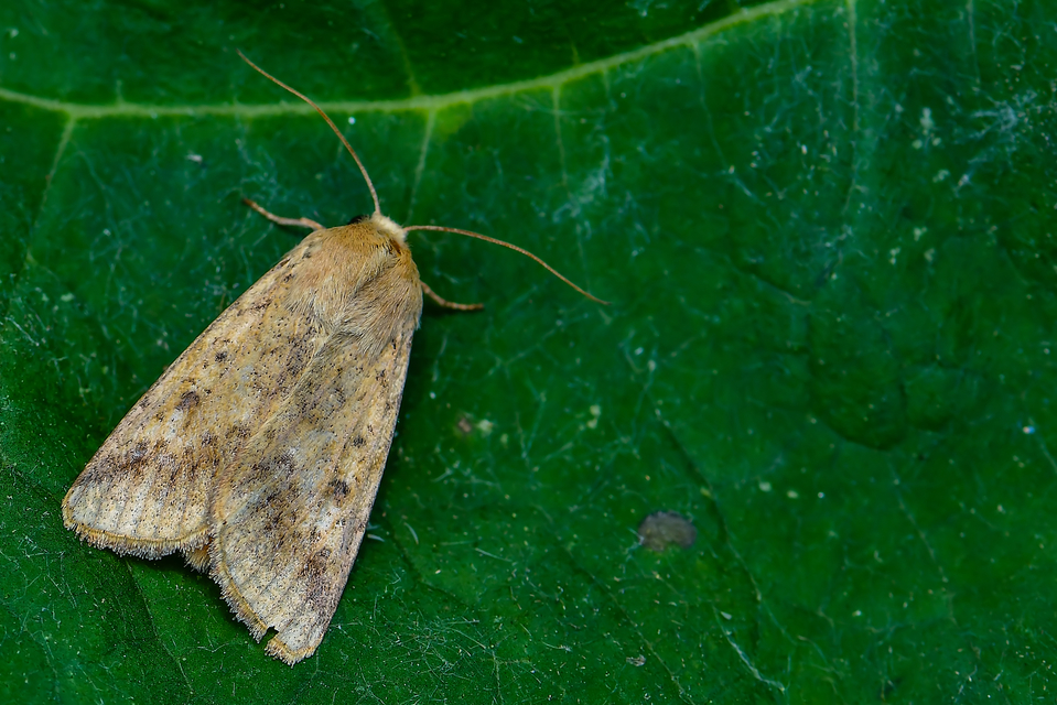 kukorica-veteménybagoly - Helicoverpa armigera