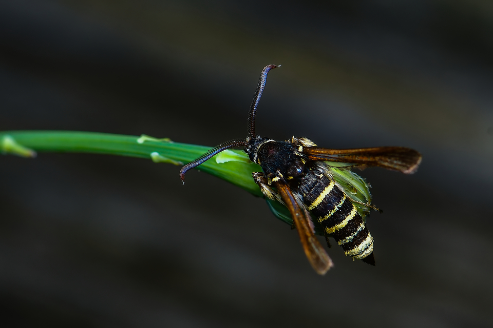 Sesiidae - szitkárfélék